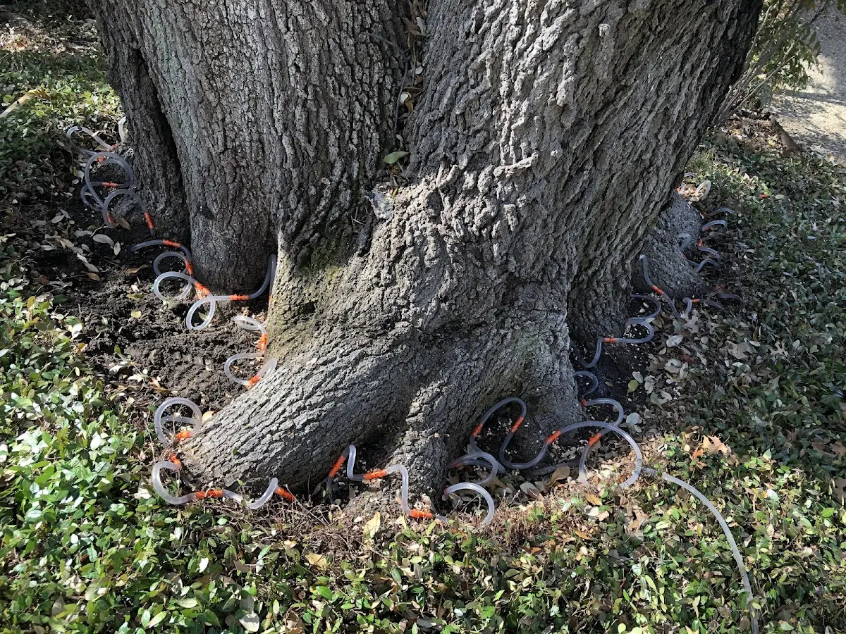 Detailed Tree Cabling and Bracing job site in Bethel Park